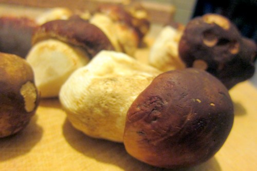 porcini closeup