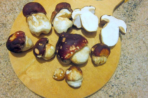 fresh porcini mushrooms