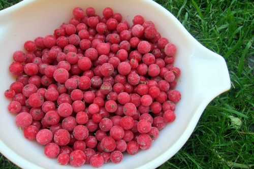 ribes in bowl